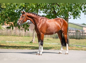 Zangersheider, Wallach, 3 Jahre, 163 cm, Brauner