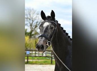 Zangersheider, Wallach, 3 Jahre, 163 cm, Schimmel