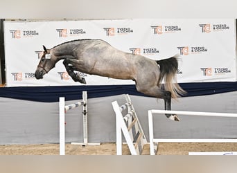 Zangersheider, Wallach, 3 Jahre, 163 cm, Schimmel