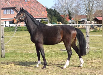 Zangersheider, Wallach, 3 Jahre, 164 cm, Dunkelbrauner