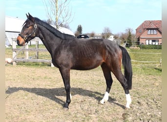 Zangersheider, Wallach, 3 Jahre, 164 cm, Dunkelbrauner