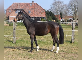 Zangersheider, Wallach, 3 Jahre, 164 cm, Dunkelbrauner