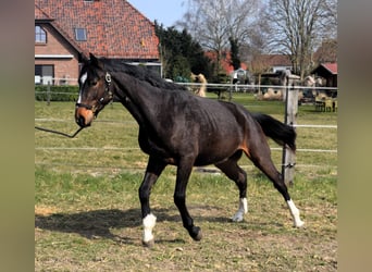 Zangersheider, Wallach, 3 Jahre, 164 cm, Dunkelbrauner