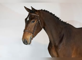 Zangersheider, Wallach, 3 Jahre, 165 cm, Brauner