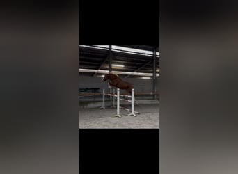 Zangersheider, Wallach, 3 Jahre, 165 cm, Fuchs