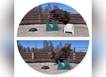 Zangersheider, Wallach, 3 Jahre, 165 cm, Schimmel