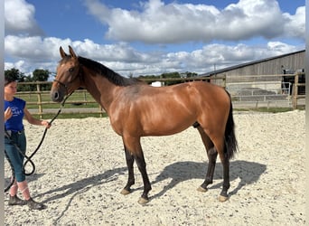 Zangersheider, Wallach, 3 Jahre, 166 cm, Brauner