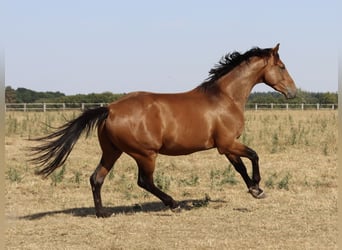 Zangersheider, Wallach, 3 Jahre, 166 cm, Brauner