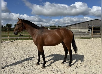 Zangersheider, Wallach, 3 Jahre, 166 cm, Brauner