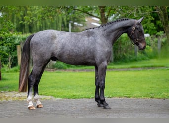 Zangersheider, Wallach, 3 Jahre, 166 cm, Schimmel