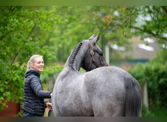 Zangersheider, Wallach, 3 Jahre, 166 cm, Schimmel