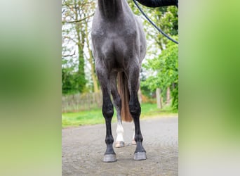 Zangersheider, Wallach, 3 Jahre, 166 cm, Schimmel