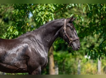 Zangersheider, Wallach, 3 Jahre, 166 cm