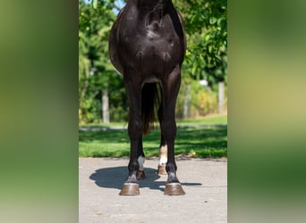Zangersheider, Wallach, 3 Jahre, 166 cm