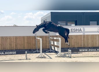 Zangersheider, Wallach, 3 Jahre, 166 cm