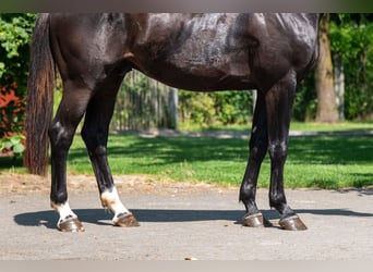 Zangersheider, Wallach, 3 Jahre, 166 cm