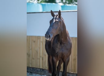 Zangersheider, Wallach, 3 Jahre, 166 cm