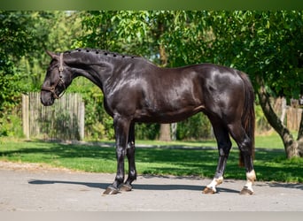 Zangersheider, Wallach, 3 Jahre, 166 cm
