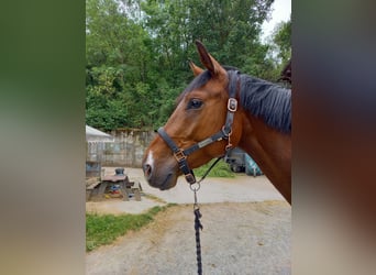 Zangersheider, Wallach, 3 Jahre, 167 cm, Brauner