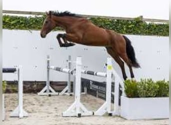 Zangersheider, Wallach, 3 Jahre, 167 cm, Brauner