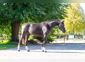 Zangersheider, Wallach, 3 Jahre, 167 cm, Rappe