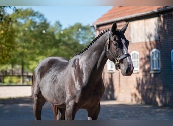 Zangersheider, Wallach, 3 Jahre, 167 cm, Rappe