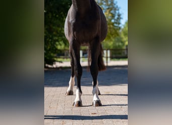 Zangersheider, Wallach, 3 Jahre, 167 cm, Rappe