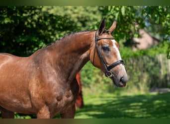 Zangersheider, Wallach, 3 Jahre, 167 cm, Schimmel