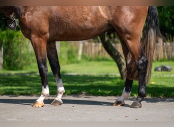 Zangersheider, Wallach, 3 Jahre, 167 cm, Schimmel
