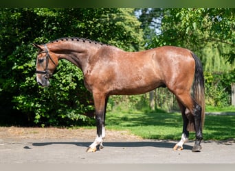 Zangersheider, Wallach, 3 Jahre, 167 cm, Schimmel
