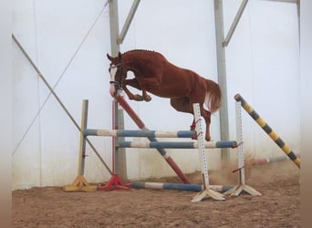 Zangersheider, Wallach, 3 Jahre, 168 cm, Fuchs