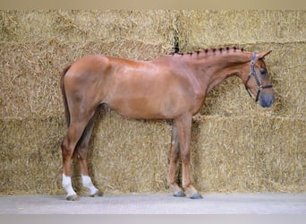 Zangersheider, Wallach, 3 Jahre, 168 cm