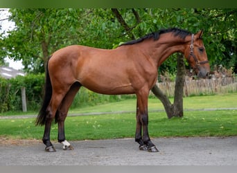 Zangersheider, Wallach, 3 Jahre, 168 cm