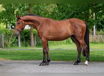 Zangersheider, Wallach, 3 Jahre, 168 cm