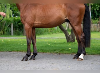 Zangersheider, Wallach, 3 Jahre, 168 cm