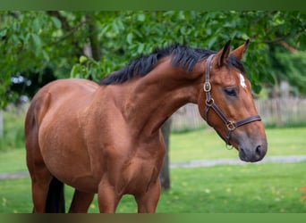 Zangersheider, Wallach, 3 Jahre, 168 cm