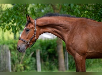 Zangersheider, Wallach, 3 Jahre, 168 cm