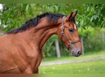 Zangersheider, Wallach, 3 Jahre, 168 cm