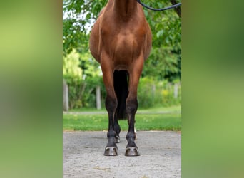 Zangersheider, Wallach, 3 Jahre, 168 cm