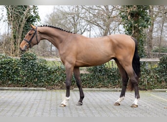 Zangersheider, Wallach, 3 Jahre, 168 cm