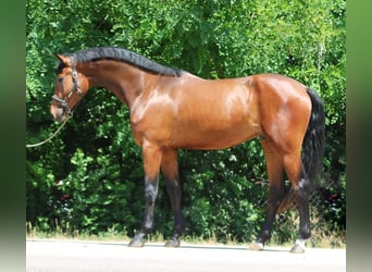 Zangersheider, Wallach, 3 Jahre, 169 cm, Brauner