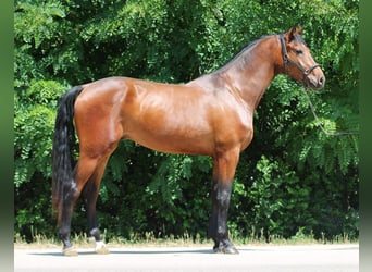 Zangersheider, Wallach, 3 Jahre, 169 cm, Brauner