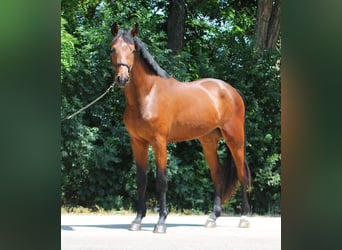 Zangersheider, Wallach, 3 Jahre, 169 cm, Brauner