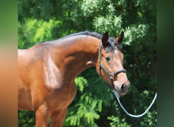 Zangersheider, Wallach, 3 Jahre, 169 cm, Brauner