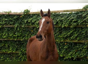 Zangersheider, Wallach, 3 Jahre, 169 cm, Brauner