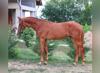 Zangersheider, Wallach, 3 Jahre, 169 cm, Fuchs