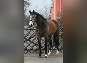 Zangersheider, Wallach, 3 Jahre, 169 cm, Rotschimmel