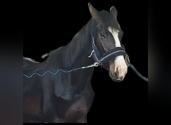 Zangersheider Mix, Wallach, 3 Jahre, 170 cm, Brauner