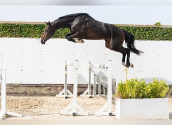 Zangersheider, Wallach, 3 Jahre, 170 cm, Dunkelbrauner