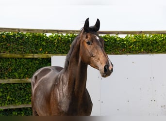 Zangersheider, Wallach, 3 Jahre, 170 cm, Dunkelbrauner